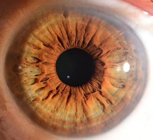 A close up of an eye
Description automatically generated